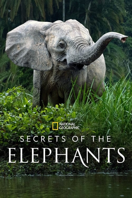 Secrets of the Elephants : 1.Sezon 3.Bölüm