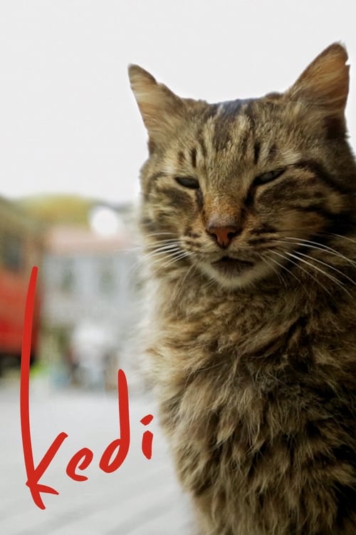 Kedi (2017)