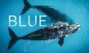 Blue (2017)